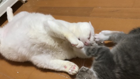 写真 2019-06-09 20 54 01