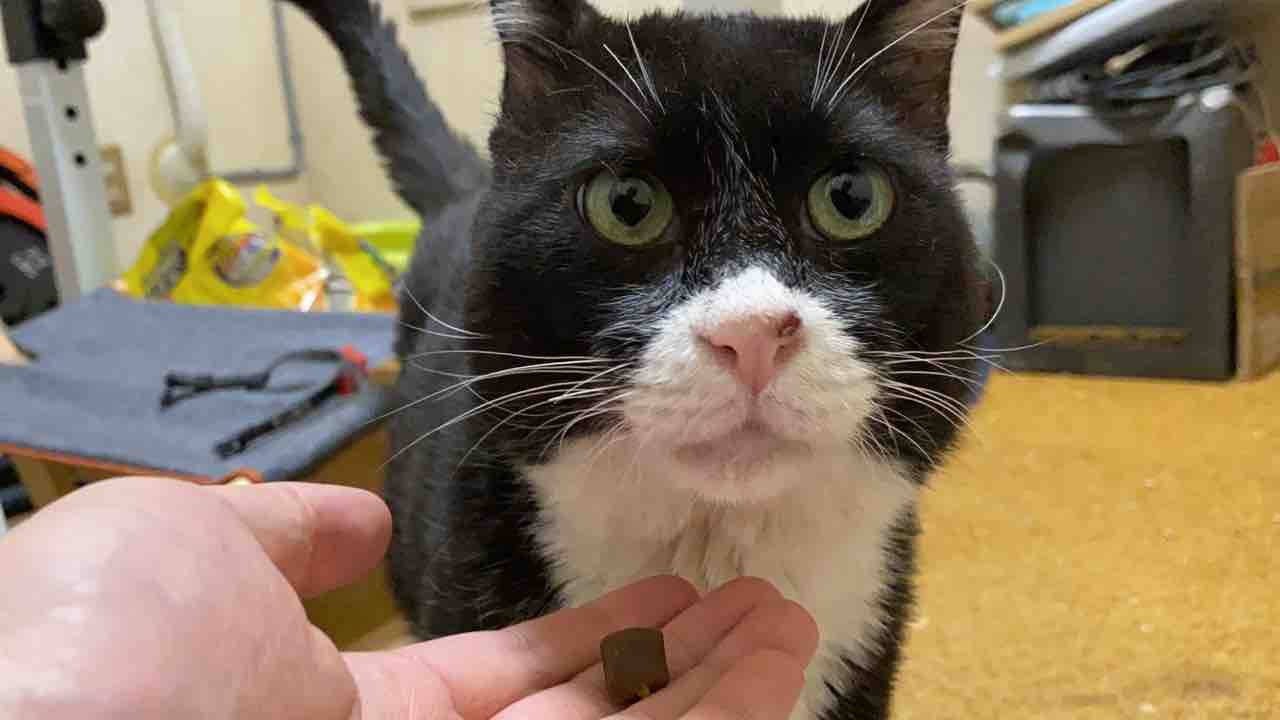 猫たちの名前の由来 0712 ねこかます 猫たちの名前の由来 0712 ねこかます