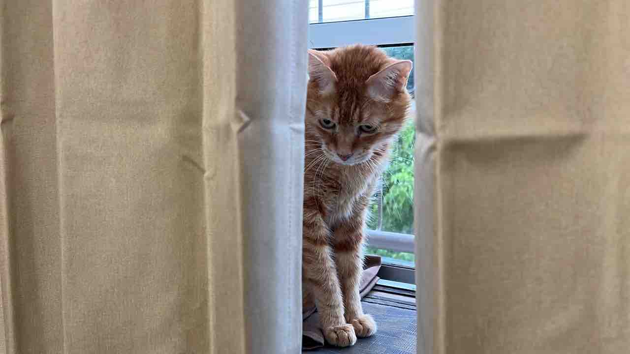 拗ねるboss 2717 ねこかます 拗ねるboss 2717 ねこかます