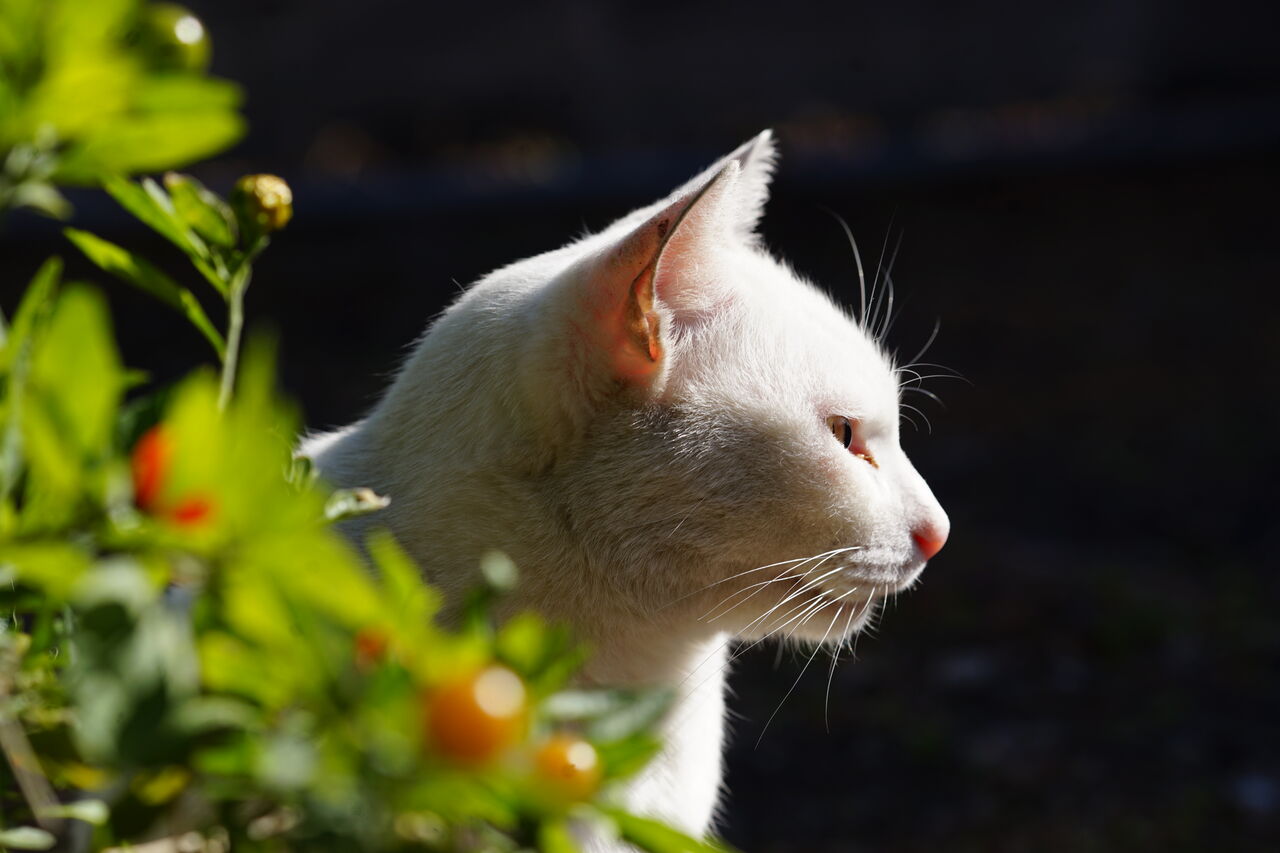 珍妙じゃない白猫 24 ねこかます 珍妙じゃない白猫 24 ねこかます