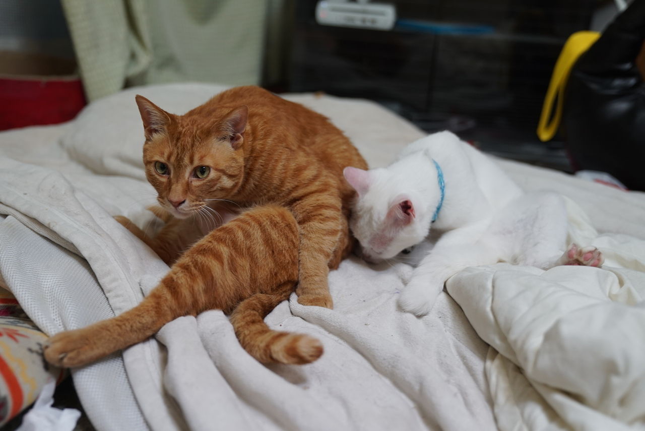 おっさん座り猫画像 1712 ねこかます