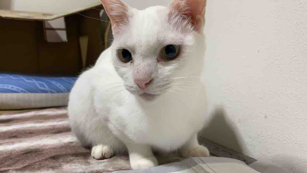 それぞれの猫の匂いを見分ける ねこかます