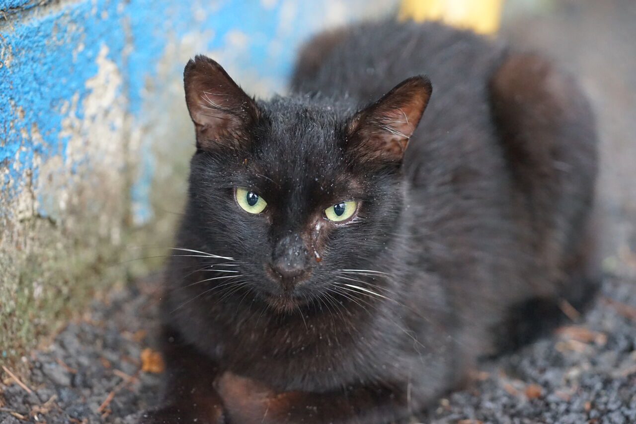 存在感ある黒猫たち 20250709 : ねこかます