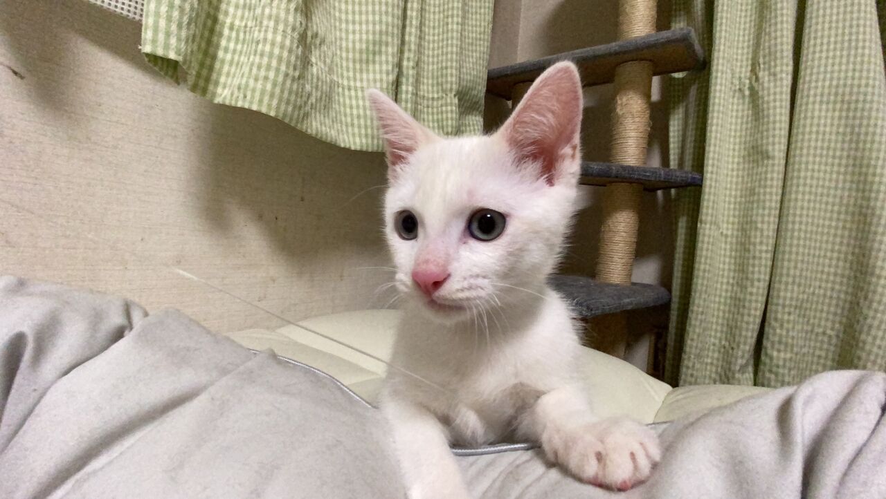 6年越しの白い子猫2匹 2813 ねこかます