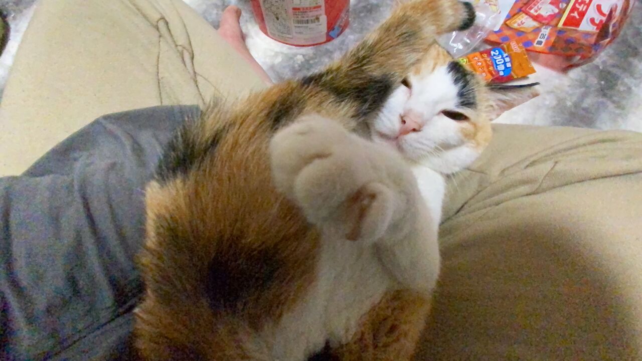 ひと目で解る猫の個性 ねこかます ひと目で解る猫の個性 ねこかます
