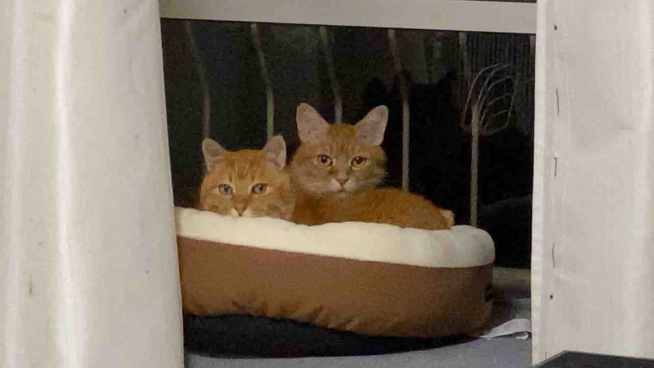 仲良し猫コンビたち ねこかます