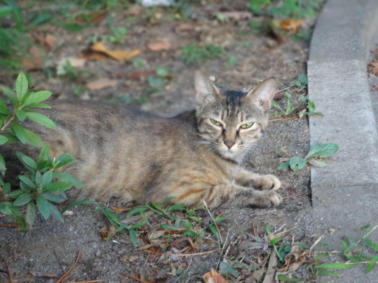 母猫は強し ねこかます