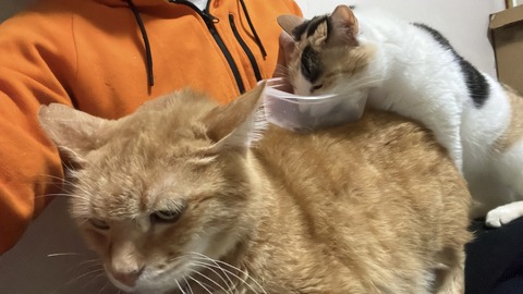 写真 2025-02-07 2 19 42