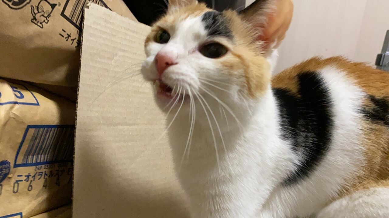 オス三毛猫のビビリ芸 ねこかます