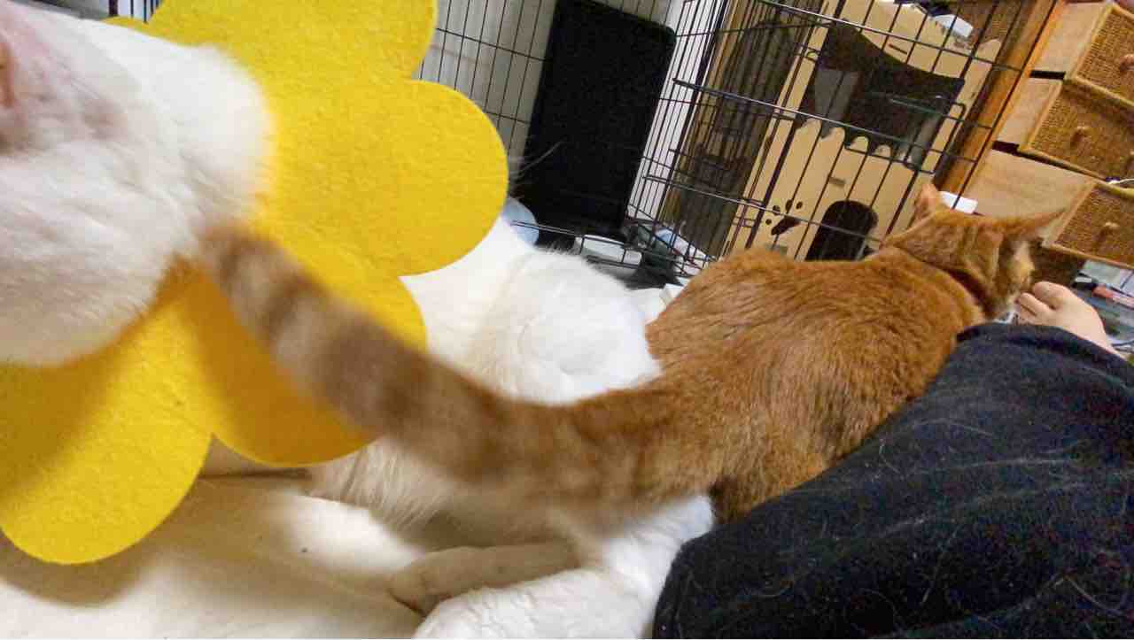 年下の兄猫 最年長の末っ子 ねこかます 年下の兄猫 最年長の末っ子 ねこかます
