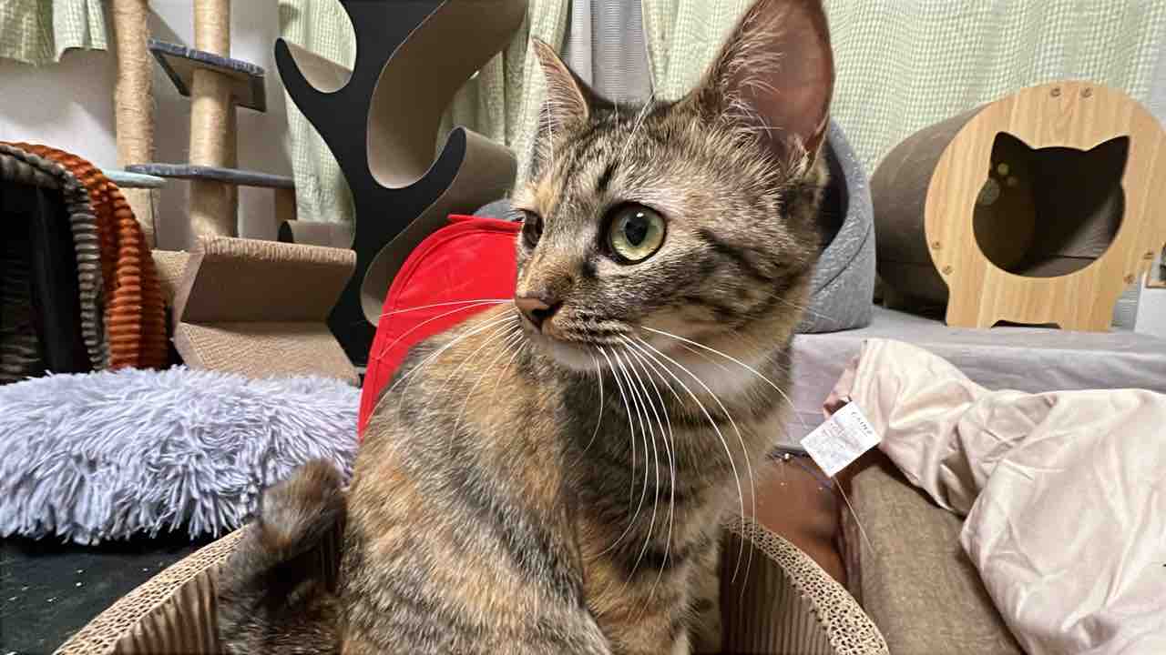 オス三毛猫のNyou 20250825 : ねこかます