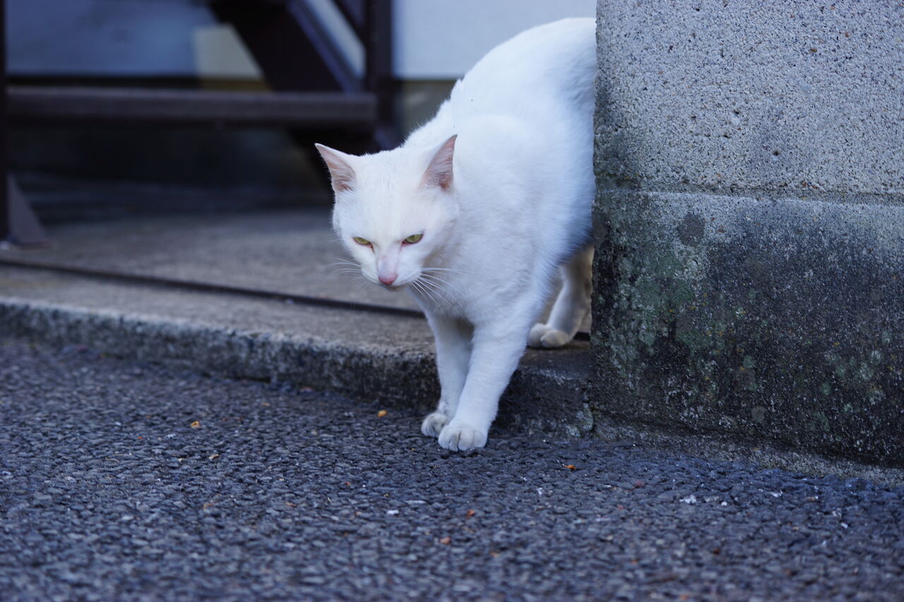珍妙じゃない白猫 24 ねこかます 珍妙じゃない白猫 24 ねこかます