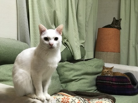 写真 2017-12-04 20 56 23