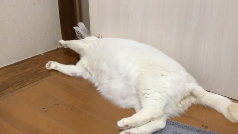 写真 2019-05-08 21 24 30