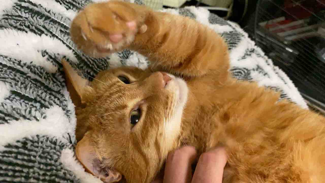 ミスター子猫がえり 1915 ねこかます