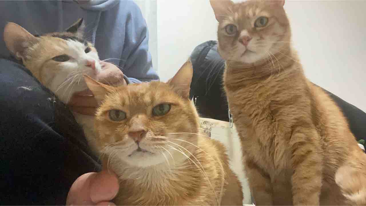 我が家の茶トラ猫の見分け方 20210304 : ねこかます