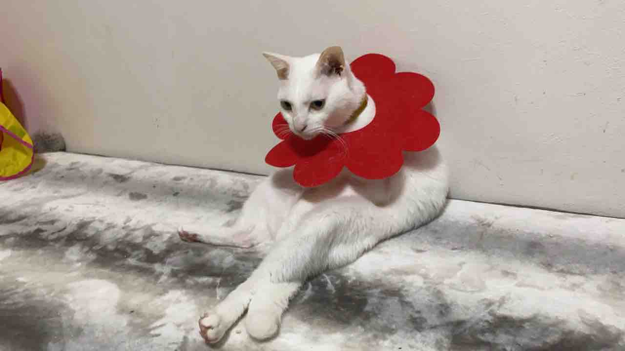 猫の困った癖 ねこかます 猫の困った癖 ねこかます