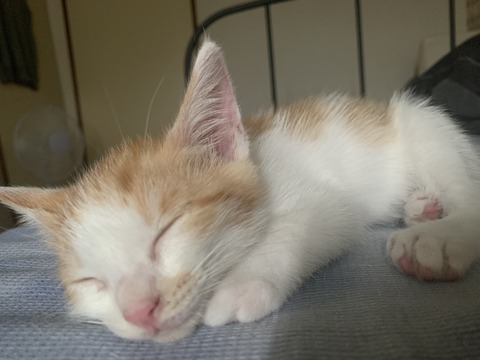 A4F2A3C7-8DCD-4188-80CF-38D310A3B896