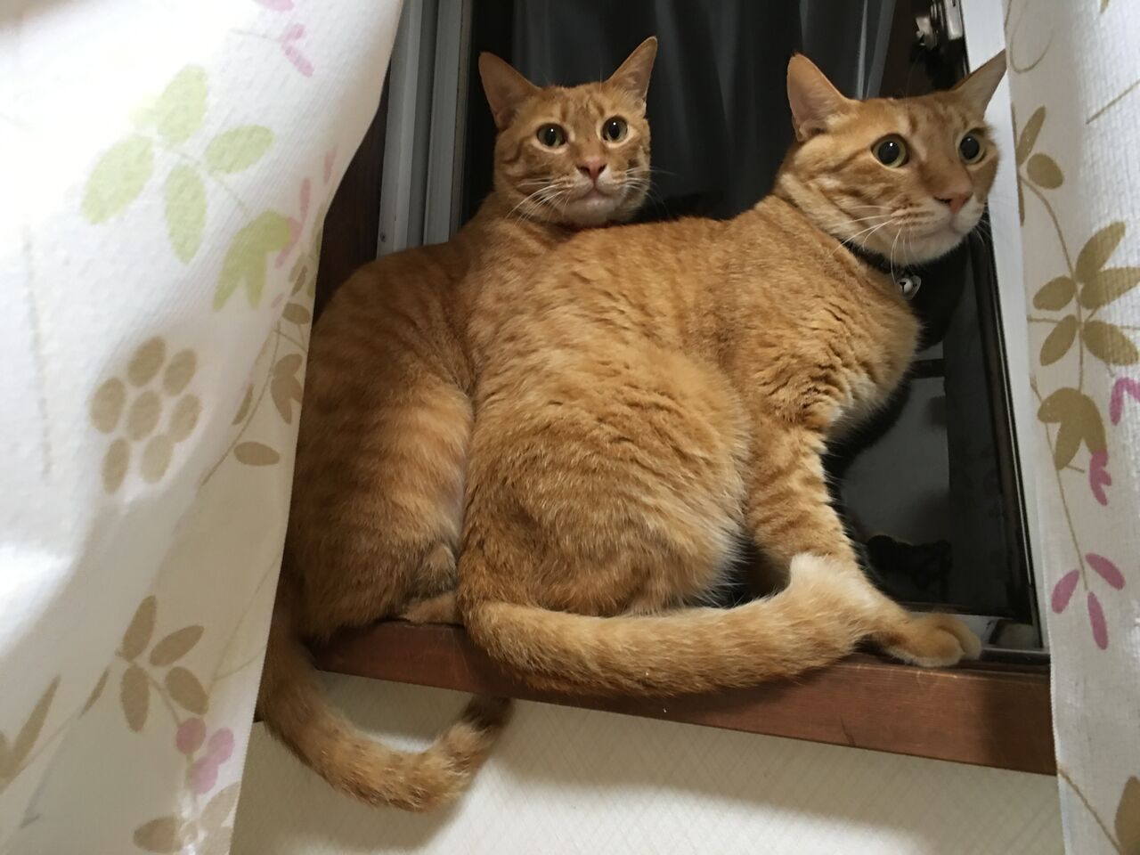 茶トラ猫の驚きの数値 20250410 : ねこかます