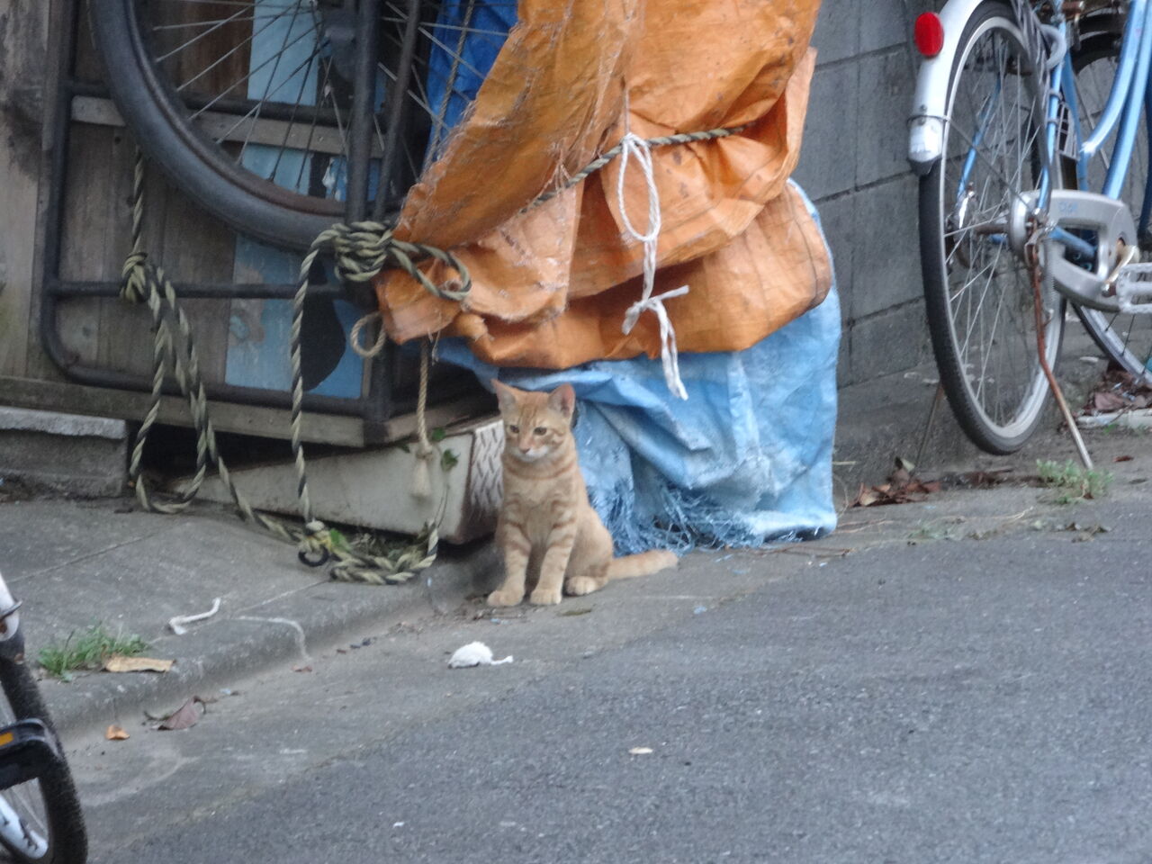 3月5日は参瑚の日 0305 ねこかます 3月5日は参瑚の日 0305 ねこかます