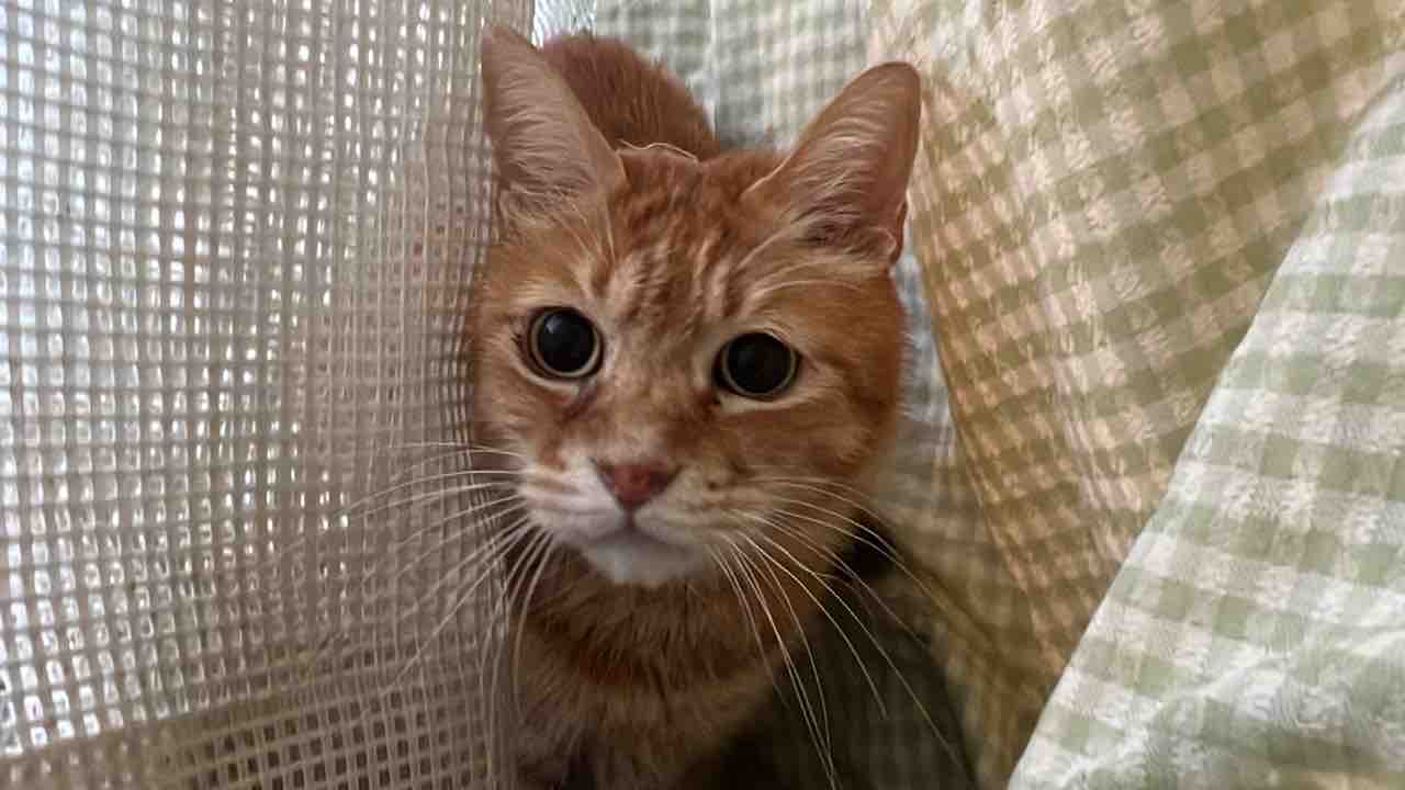 猫の限界のサイン ねこかます