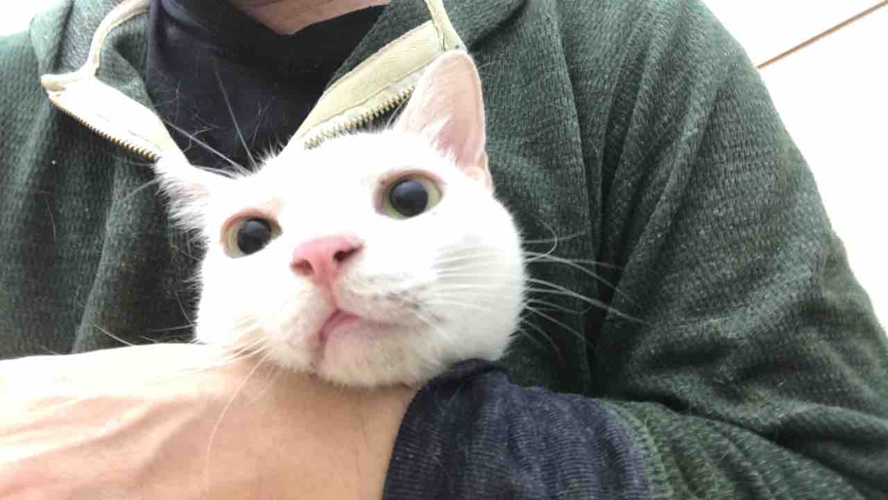 猫の仮装 ねこかます