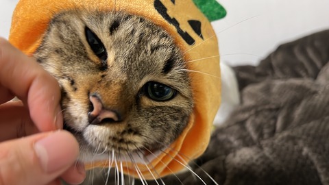 写真 2022-10-31 21 12 17