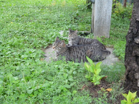 P1000242