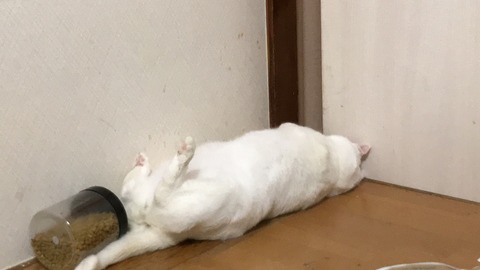 写真 2019-09-07 21 43 23
