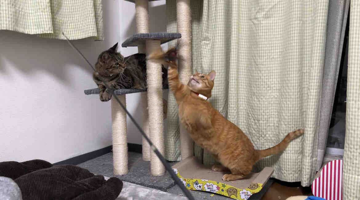 お化け猫様専用2️⃣ memormed.ro