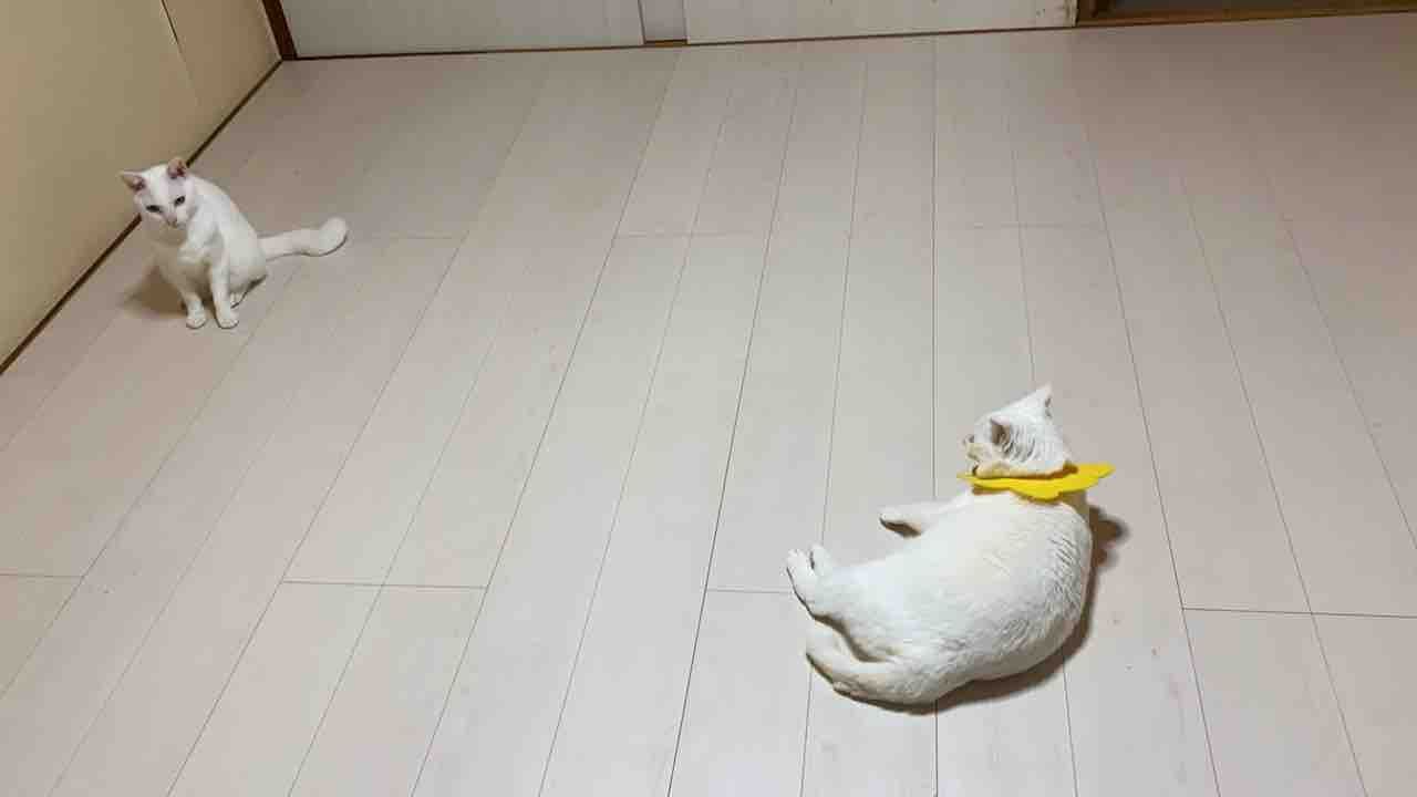 昨年の猫用リフォームなど 20210102 : ねこかます