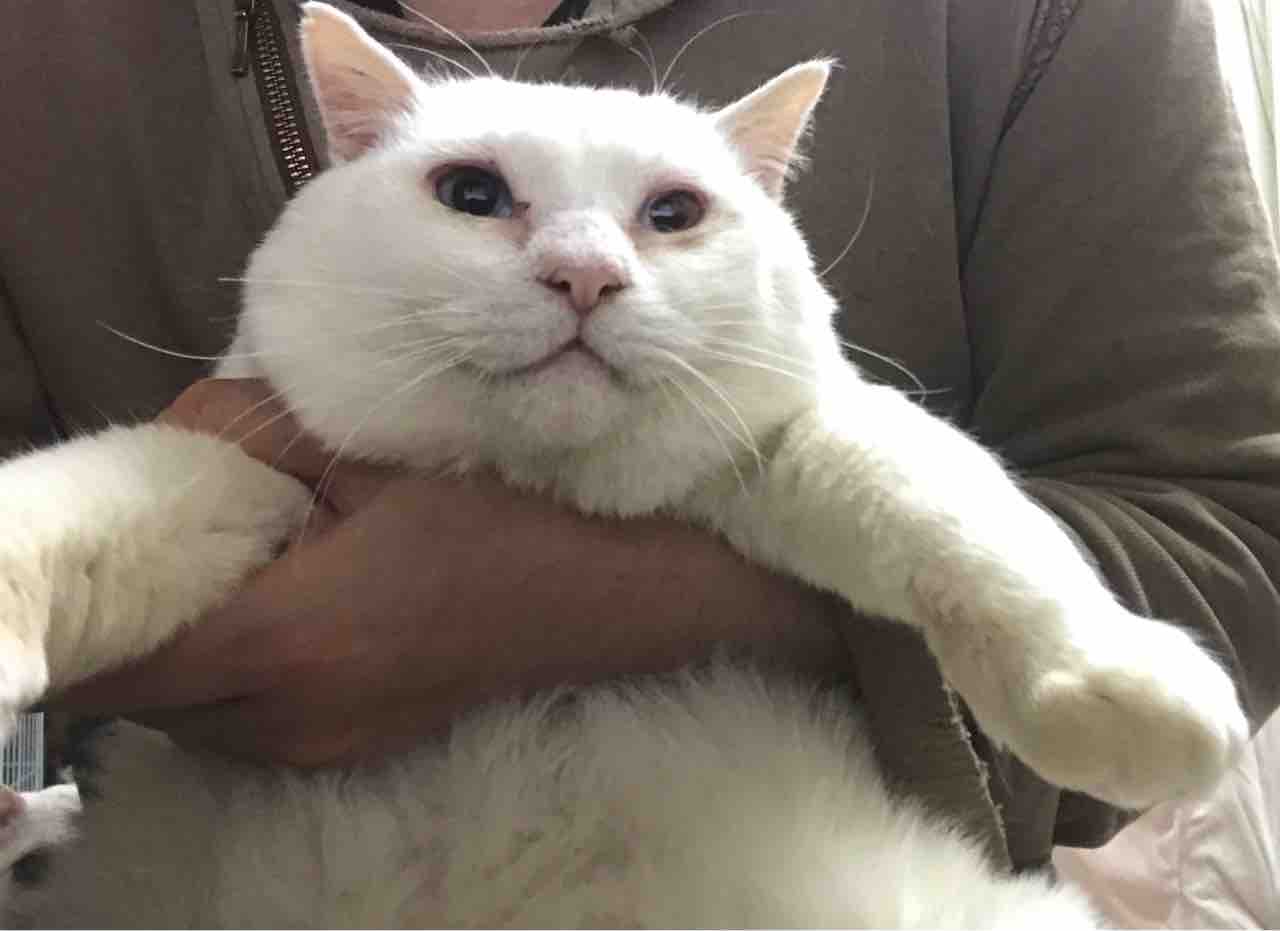 白たぬきの軌跡 0624 ねこかます 白たぬきの軌跡 0624 ねこかます