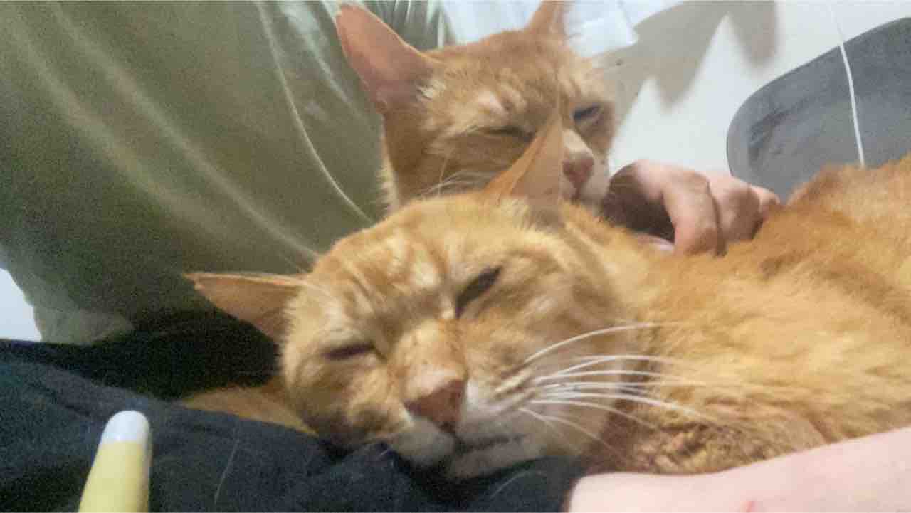 肉を食える猫は強い 20210927 : ねこかます