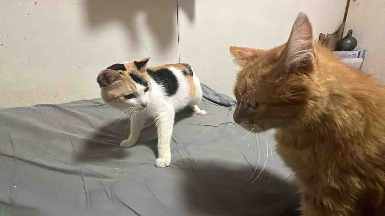 生意気なままのオス三毛猫 20250909 : ねこかます