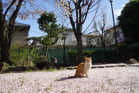 2016-04-08 07.34.54-2