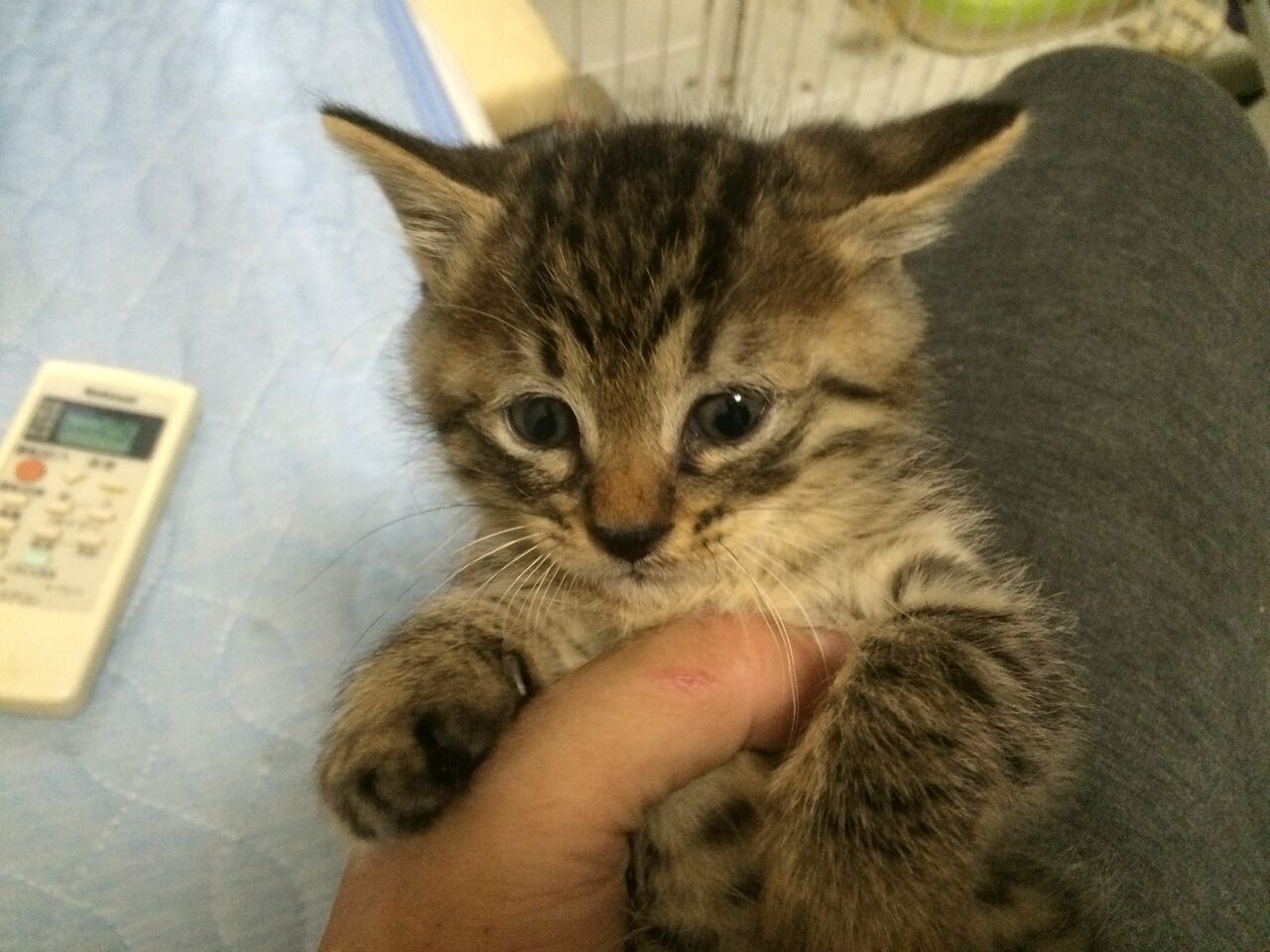 子猫と噛み癖 ねこかます 子猫と噛み癖 ねこかます