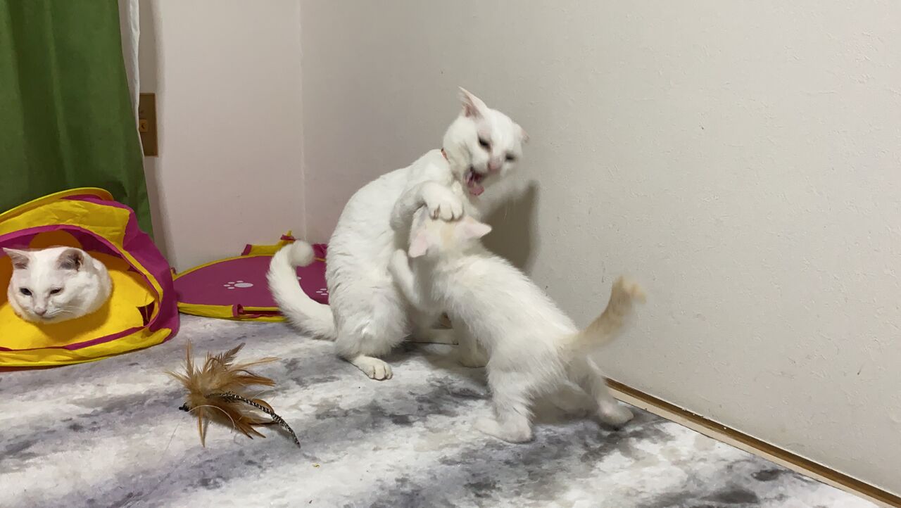 子猫の面倒を見れる猫 2701 ねこかます