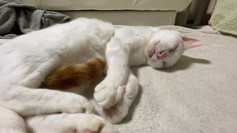 写真 2020-05-03 19 59 54