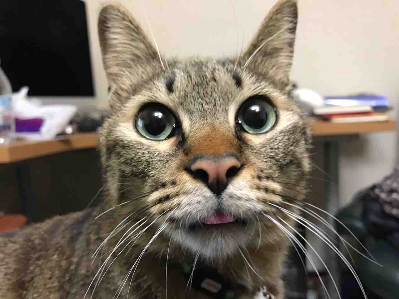 顔芸の猫 ねこかます