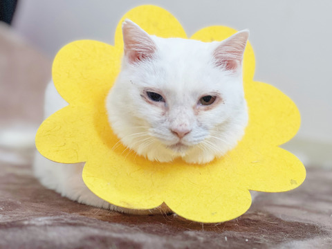 猫型珍獣・暁璘の解説 20240428 : ねこかます