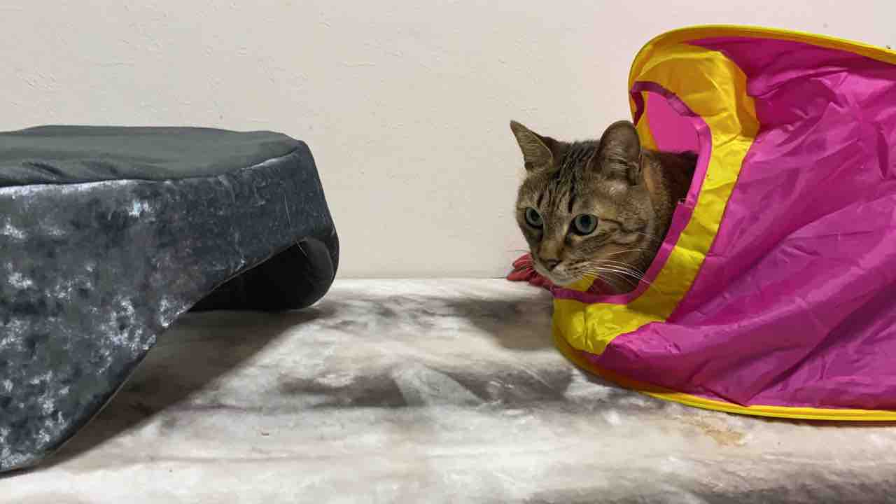 子猫部屋おじさん 増える ねこかます 子猫部屋おじさん 増える ねこかます