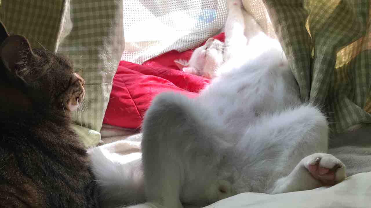 珍妙ひなたぼっこ ねこかます