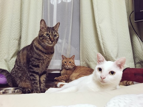 写真 2017-08-18 11 52 11