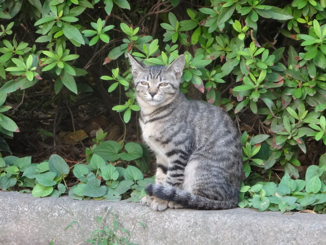 ドジっ子メス子猫 0508 ねこかます