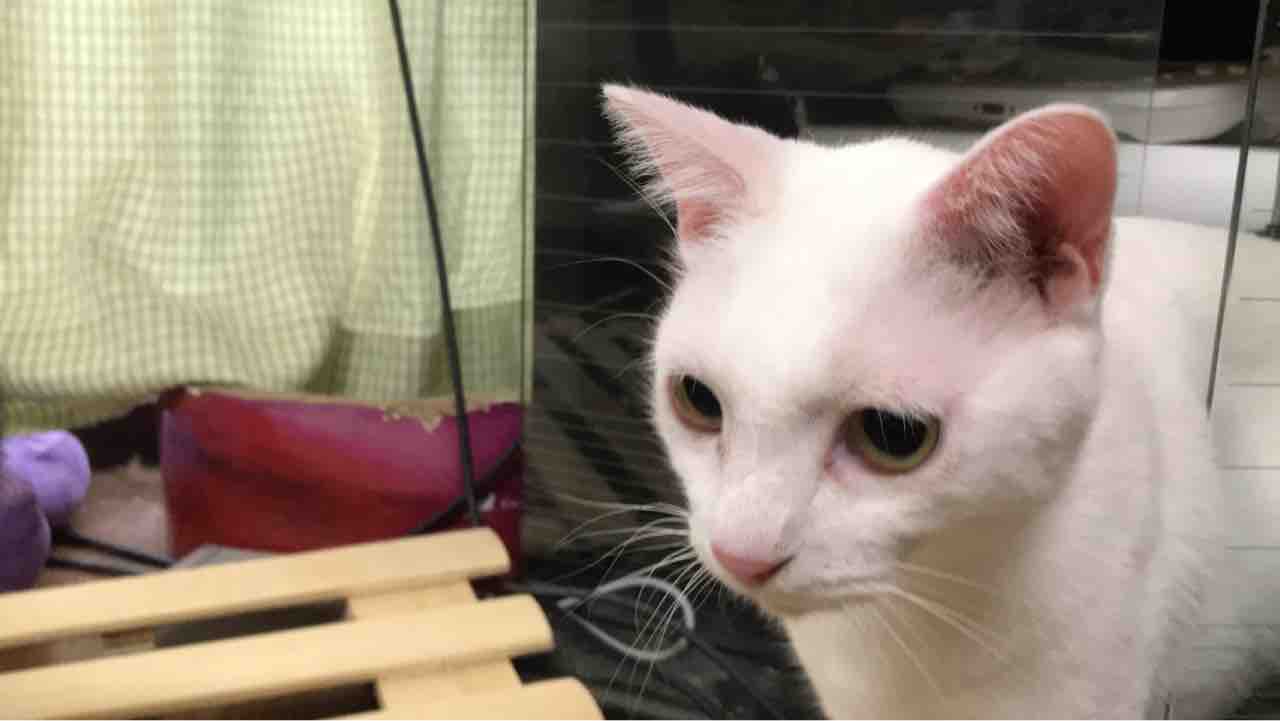 拗ねる猫 ねこかます