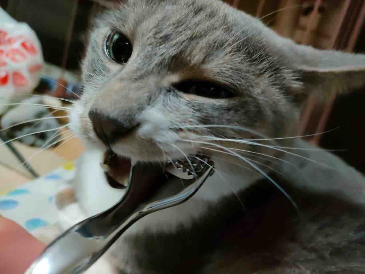 それでも猫は噛む 29 ねこかます それでも猫は噛む 29 ねこかます