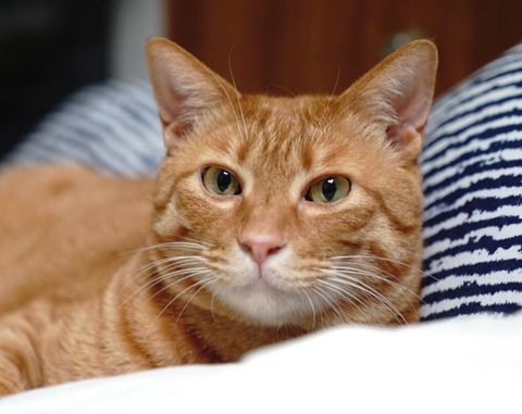 写真 2017-06-21 19 52 10