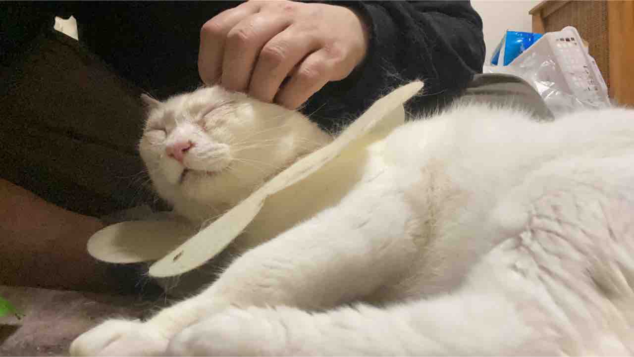 アレルギーと猫風邪 20200603 : ねこかます