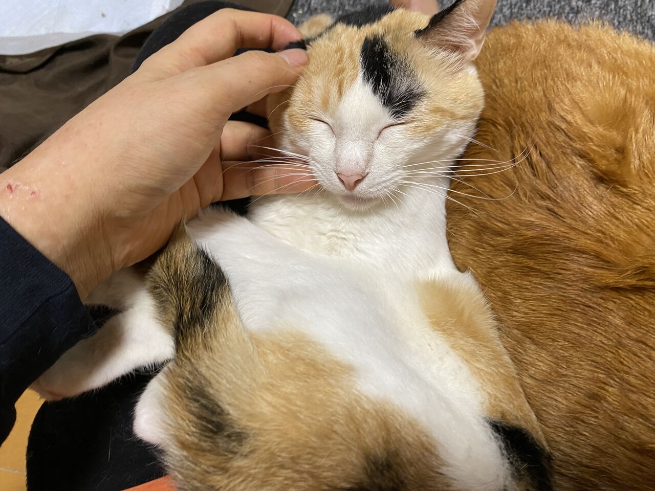 感情の個体差 ねこかます