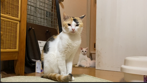 翡文と麿白